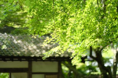 Close-up of plants against trees