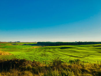 Scenic view of field against clear blue sky