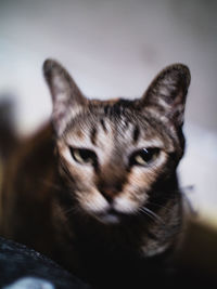 Close-up portrait of cat