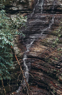 Close-up of tree trunk in forest