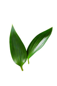 Close-up of green leaves on white background