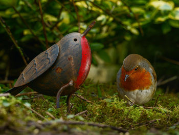 Close-up of birds perching on a field
