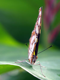 Close-up of insect on leaf