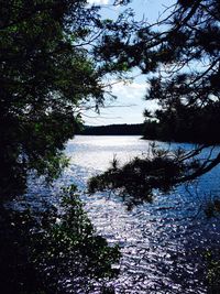 Reflection of trees in water