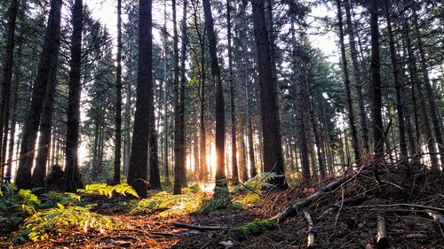 Trees in forest