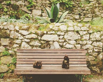 Flower plants on brick wall