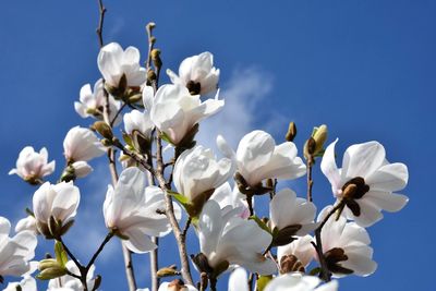 Low angle view of white flowers blooming on tree against sky