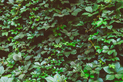 Full frame shot of ivy growing on field