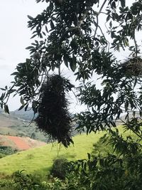 Close-up of tree on plant against sky