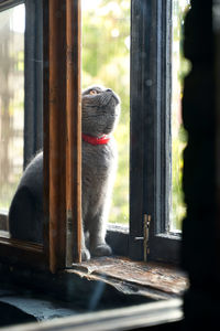 Cat sitting on window