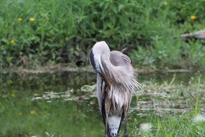 View of a bird in lake