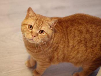 British shorthaired cat 