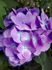 Close-up of purple hydrangea flowers