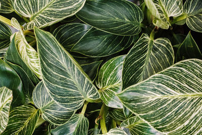 Plant leaves philodendron white measure birkin - top view. beautiful green background of plants.