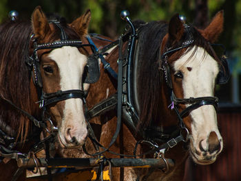 Close-up of horses