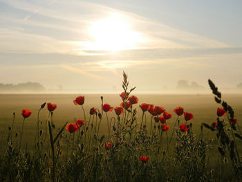 Scenic view of flowering plants on field against sky during sunset