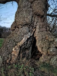 Close-up of tree trunk