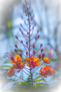 Close-up of flowers