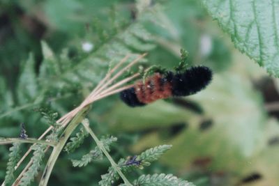 Close-up of insect on plant