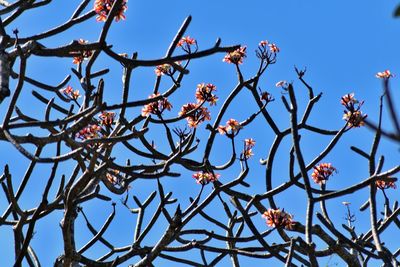 Low angle view of flowering plants against clear blue sky