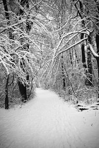 Snow covered bare trees in forest