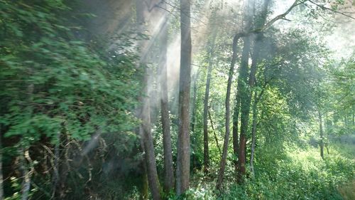 Trees in forest