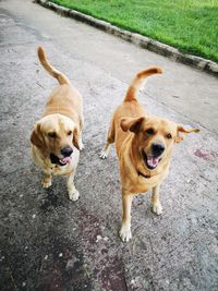 High angle portrait of dog on road