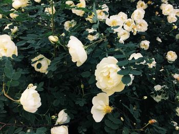 Close-up of white flowers blooming outdoors