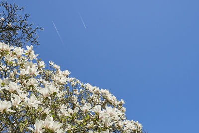 Close up of blooming magnolia against the blue sky and two planes