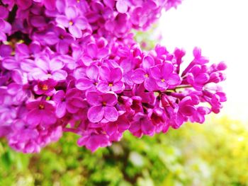 Close-up of pink flowering plant