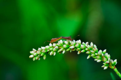 Close-up of insect on flower