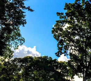 Low angle view of trees against sky