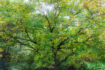 Low angle view of tree in forest