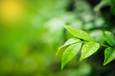 Close-up of wet plant leaves