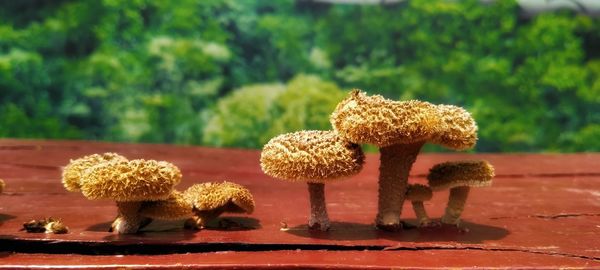 Close-up of mushrooms on table