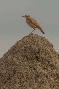 Low angle view of bird perching on rock against sky