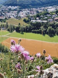 Close-up of pink flowering plants on land