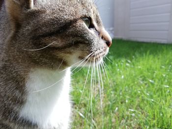 Close-up of cat