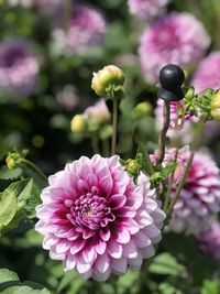 Close-up of pink flowering plant