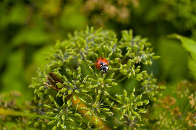 Close-up of ladybug on plant