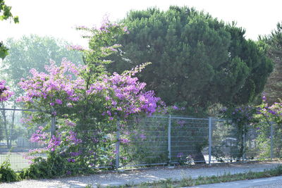 Purple flowering plants by trees against sky