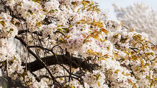 Close-up of cherry blossom tree