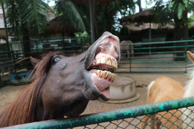 Horse in pen