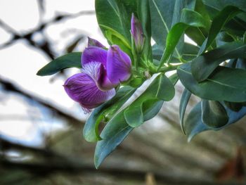 Close-up of purple flower blooming outdoors