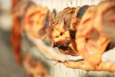 The golden dried fishes