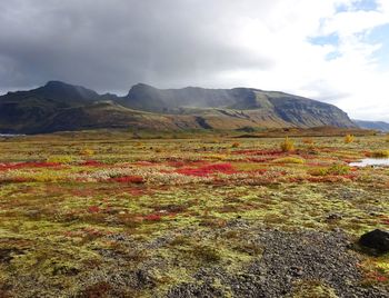 Scenic view of field against sky