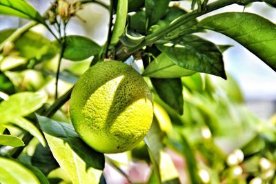 Close-up of fruit on tree