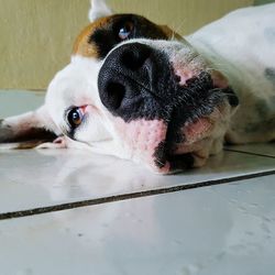 Close-up portrait of dog