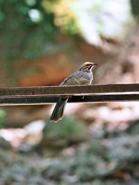 Close-up of bird perching on branch