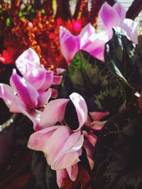 Close-up of pink flowering plant